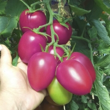 Томат Пинк Плам F1 (Pink Plum) (большой пакет)