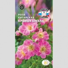 Роза Крылья ангела китайская