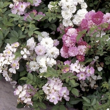 Роза Крылья Ангелов