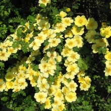 Роза кустовая Ксантина (большой пакет)