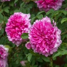 Роза кустовая Роксбурга (большой пакет)