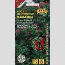 Роза Изабелла (шиповник)