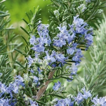 Розмарин Вкус прованса