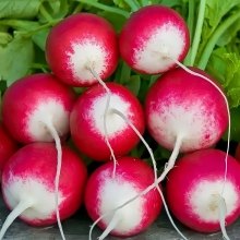Редис Розово-красный с белым кончиком