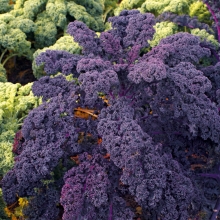 Капуста Рубин (листовая)