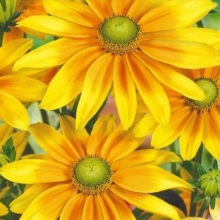 Рудбекия Ирландская весна