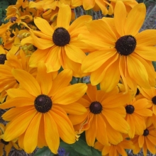 Рудбекия Мармелад