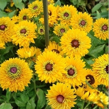 Рудбекия Майя