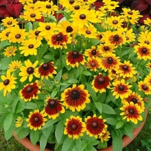 Рудбекия Прерия Принцес карликовая