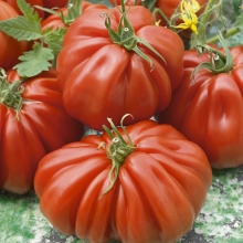 Томат Ругантино F1 (Rijk Zwaan)