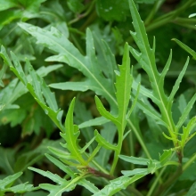 Двурядник Эйфория тонколистный