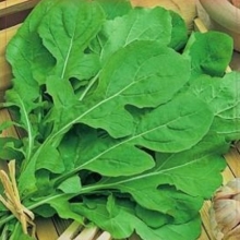 Рукола Культурная (индау) Аромат