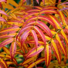 Рябина Додонг смешанная (большой пакет)