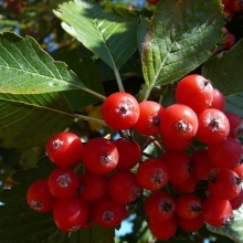 Рябина Серебряная весна круглолистная (большой пакет)