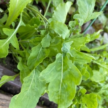 Индау с крупным листом (руккола)