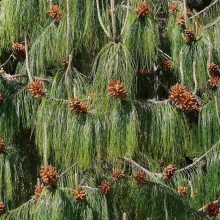 Сосна мексиканская (большой пакет)