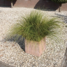 Осока Феникс Грин власовидная