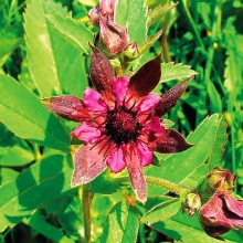 Сабельник Болотный