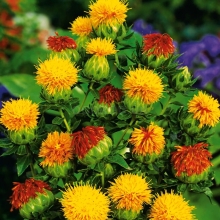 Сафлор Золотой юбилей красильный