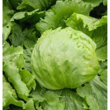 Салат Айсберг