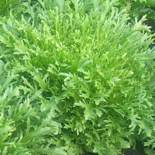 Салат Борода Капуцина (цикорный)