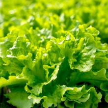 Салат Гентилина