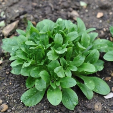 Салат Корн (полевой)