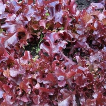 Салат Морозко рубиновый