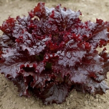 Салат Рубиновый браслет