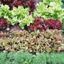 Смесь салатных культур Скандинавская весна