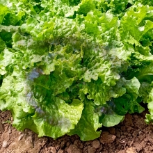 Салат Сыроежкин