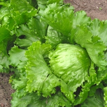 Салат Айсберг Грейт Лайкс 659