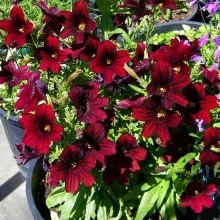 Сальпиглоссис Кофе с Молоком