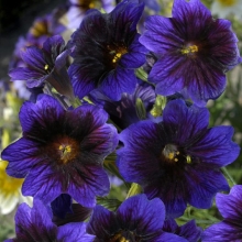 Сальпиглоссис Синий вельвет