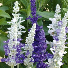 Сальвия Морской пейзаж мучнистая