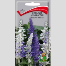 Сальвия Морской пейзаж мучнистая