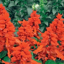 Сальвия Огненное волшебство (шалфей)