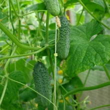 Огурец Самурай F1