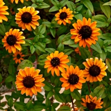 Санвиталия Апельсинки (распростёртая)