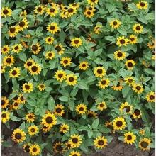 Санвиталия Голден Ай