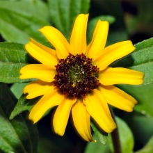 Санвиталия Медовый спас