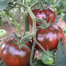 Томат Черный бумер F1