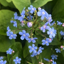 Незабудочник Синие глазки седой