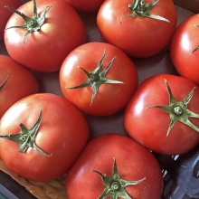 Томат Александр Первый F1