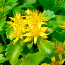 Очиток Спирит Сельского (Седум)