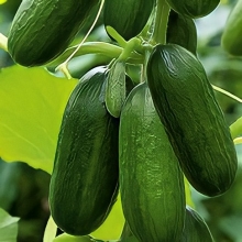 Огурец Секрет F1