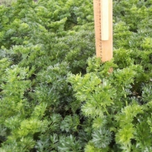 Сельдерей Ажур (листовой)