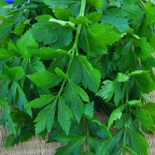 Сельдерей Самурай (листовой)