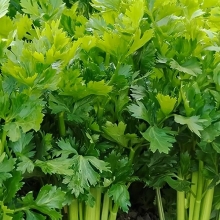 Сельдерей Высокий (листовой)