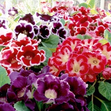 Глоксиния Аванти Смесь F1